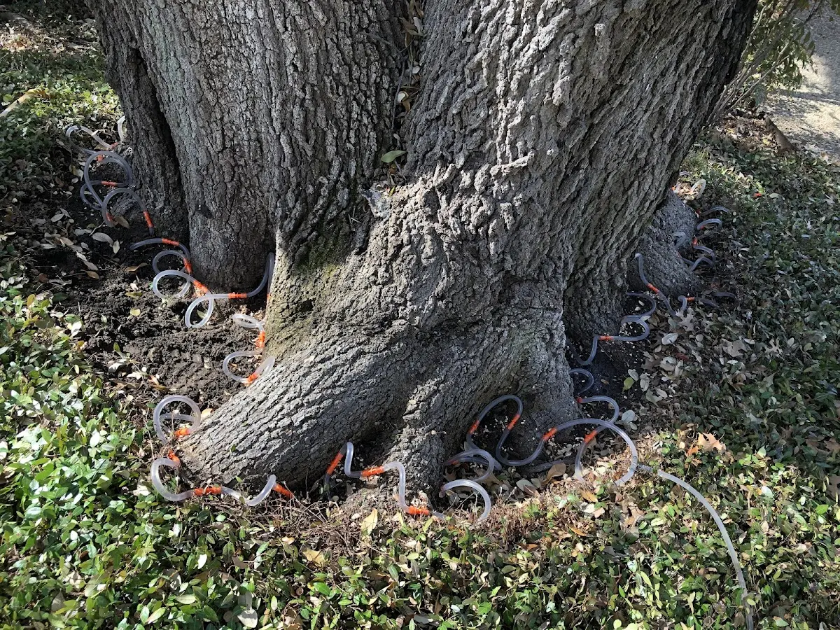 Detailed Tree Cabling and Bracing job site in New Century