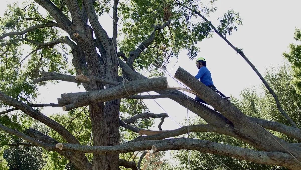Professional Hazardous Tree Removal performed by certified arborists in New Century